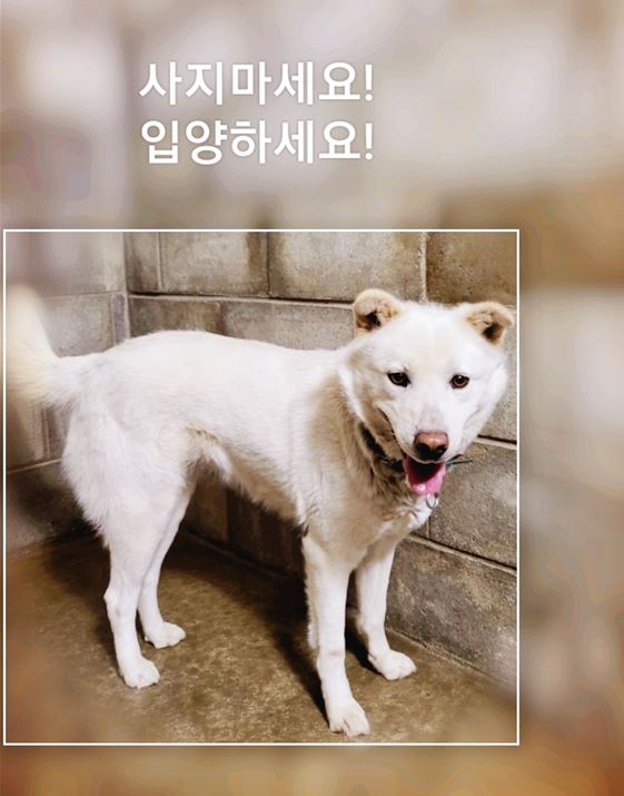 군산유기동물보호센터_445467202300391